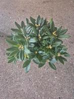 Partij rhododendron's | Gratis bezorging tot 25km!!!, Ophalen of Verzenden, Zomer, Halfschaduw