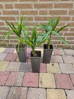 Trachycarpus fortunei - Winterharde Tuinpalm, Ophalen, Bloeit niet, Overige soorten, Volle zon