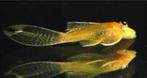 Ancistrus sp. gold long fin - Algeneter - Koidreams Valburg
