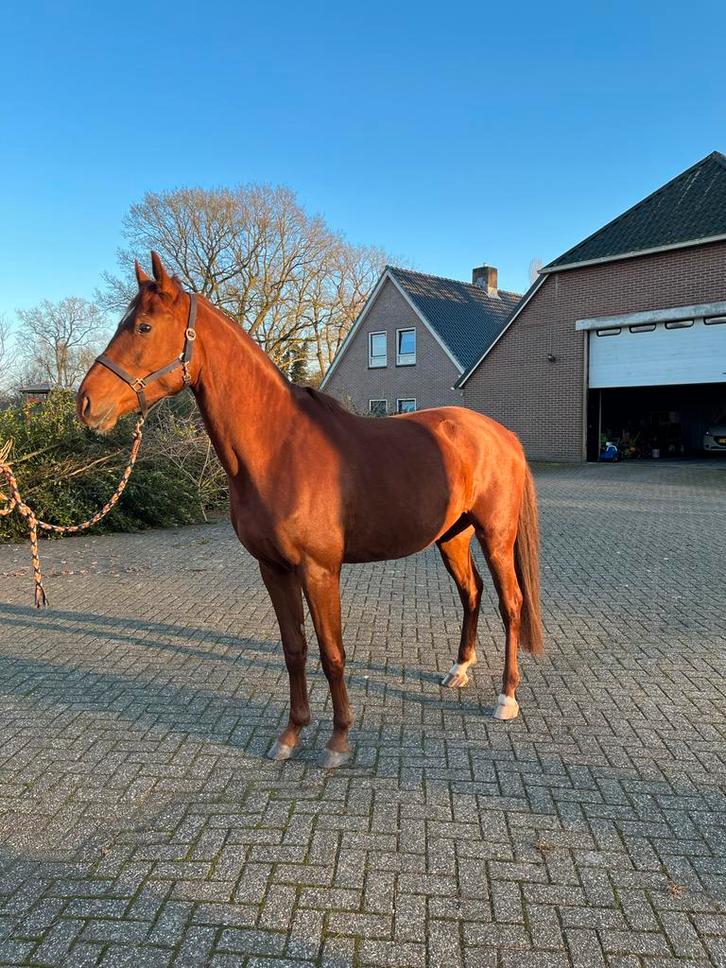4 jarige ruin, Dieren en Toebehoren, Paarden, Ruin, Onbeleerd, 170 tot 175 cm, 3 tot 6 jaar, Dressuurpaard, Met stamboom, Gechipt