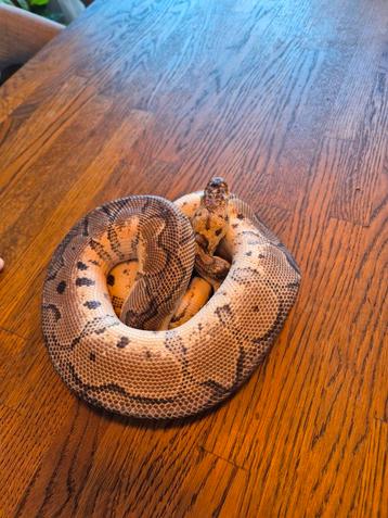 Python regius beschikbaar voor biedingen
