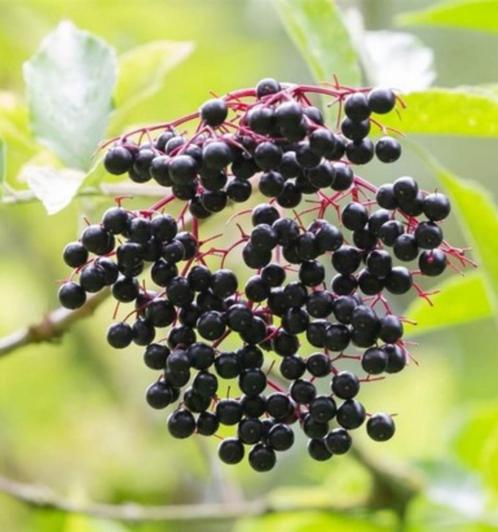Gewone tuin vlier, hoger dan 1 m, Tuin en Terras, Planten | Struiken en Hagen, Struik, Overige soorten, 100 tot 250 cm, Ophalen