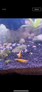Neocaridina Davidi Golden back Yellow/ Gele garnaal, Dieren en Toebehoren, Kreeft, Krab of Garnaal, Zoetwatervis