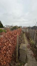 10m groene beukenhaag, Tuin en Terras, Ophalen, Beukenhaag, Haag, 100 tot 250 cm