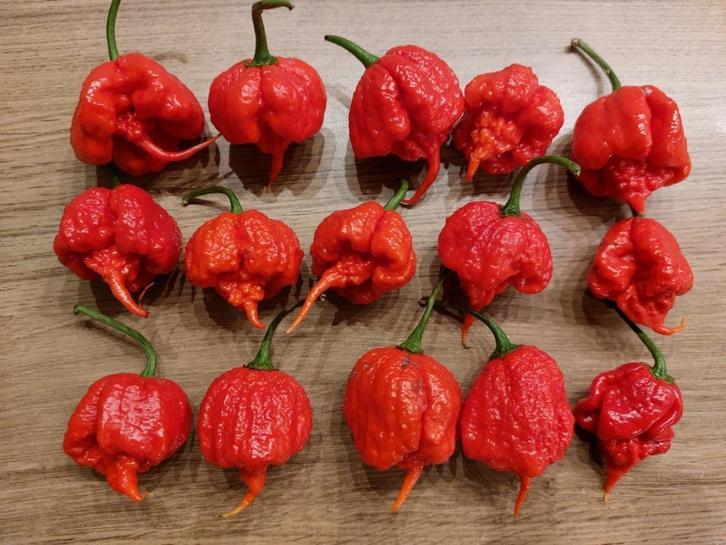Carolina reaper peper zaden (en andere peperzaden), Tuin en Terras, Bloembollen en Zaden, Zaad, Volle zon, Ophalen of Verzenden