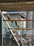 Vermiljoen kardinalen, Dieren en Toebehoren, Vogels | Overige Vogels, Meerdere dieren