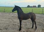 Te koop: prachtig rastypisch fries merrie veulen vol papier, Dieren en Toebehoren, Paarden, Merrie, Minder dan 160 cm, Gechipt