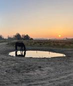 Stalhulp gezocht voor paddock paradise in Bergen (NH), Dieren en Toebehoren