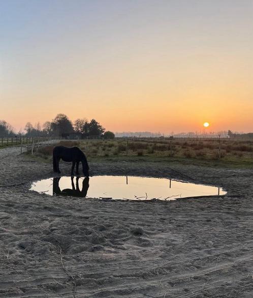 Stalhulp gezocht voor paddock paradise in Bergen (NH), Dieren en Toebehoren, Stalling en Weidegang