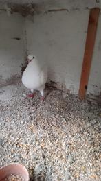 kingduiven te koop, Dieren en Toebehoren, Vogels | Duiven, Meerdere dieren, Overige soorten