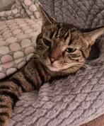 Poes luna zoekt een huisje, Dieren en Toebehoren, Poes