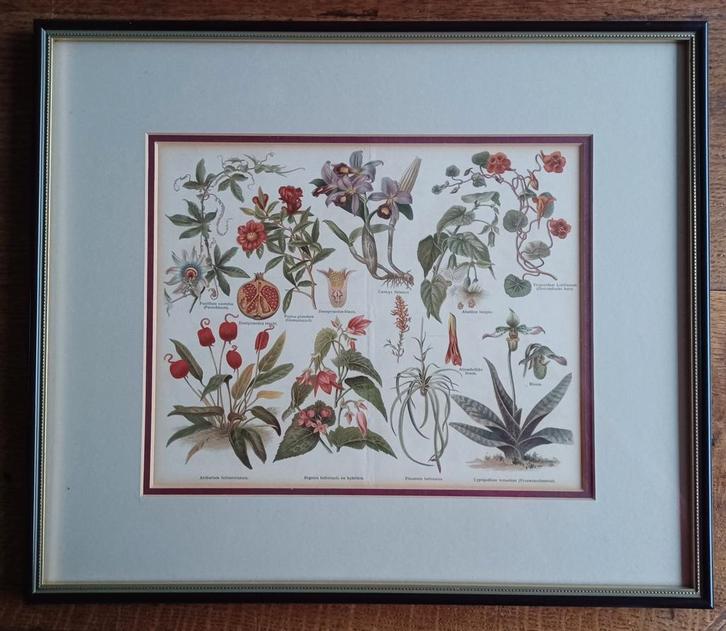 Ets, ingelijst. O.a. granaatappel, oost-indische kers, Antiek en Kunst, Kunst | Etsen en Gravures, Ophalen of Verzenden