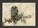 Uil Jonge Ransuil Asio Otus Herfst Vuurdoorn., Verzamelen, Ophalen of Verzenden, 1980 tot heden, Ongelopen, Vogel