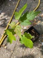 esdoorn zaailing, Ophalen, Bloeit niet, Halfschaduw, Overige soorten