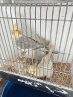 Mooi koppel valkparkieten, Dieren en Toebehoren