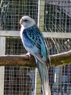 Kweekkoppel rosella's 22, Dieren en Toebehoren, Vogels | Parkieten en Papegaaien, Meerdere dieren, Parkiet, Geringd