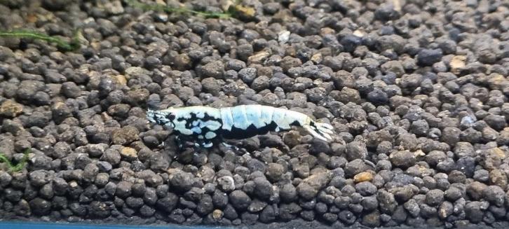 Galaxy Boa garnalen, Dieren en Toebehoren, Vissen | Aquariumvissen, Zoetwatervis, Kreeft, Krab of Garnaal, Schoolvis