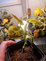 Philodendron Melanochrysum Variegata, Huis en Inrichting, Kamerplanten, Ophalen of Verzenden, Overige soorten, Minder dan 100 cm