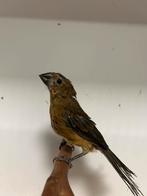 0-1 blauwe bisschop, Dieren en Toebehoren, Vogels | Overige Vogels, Vrouwelijk, Tropenvogel, Geringd