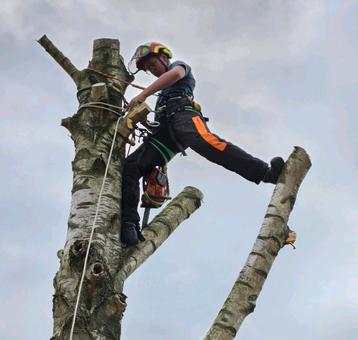 Boom klimmend kappen weghalen afbreken  beschikbaar voor biedingen