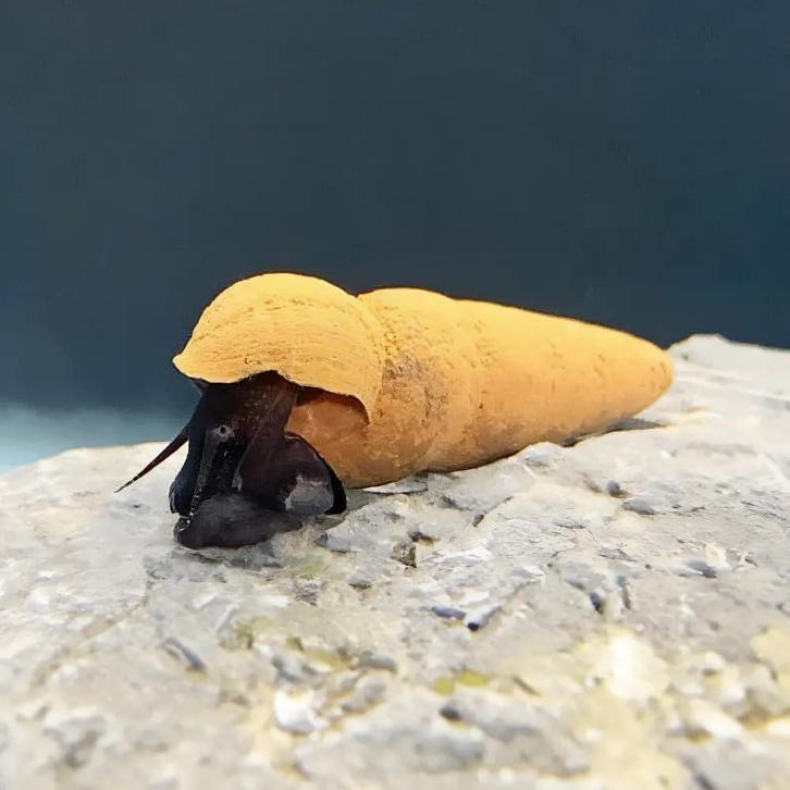 Tylomelania Choco Slak, Dieren en Toebehoren, Vissen | Aquariumvissen, Slak of Weekdier