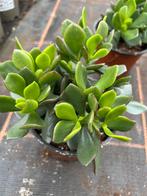 Crassula minova magic, Ophalen of Verzenden, Halfschaduw, Minder dan 100 cm