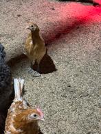 Friese hoen hennen te koop, Dieren en Toebehoren, Pluimvee, Vrouwelijk, Kip