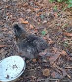 Zijdehoen haan gratis af te halen, Dieren en Toebehoren, Pluimvee, Mannelijk, Kip