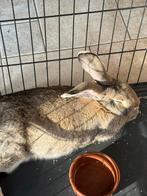 Kruising duitse reus /vlaamse reus, Dieren en Toebehoren, Konijnen, Mannelijk, Groot, 0 tot 2 jaar