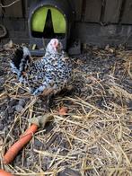 Mooie Sabelpoot krielhennen, Dieren en Toebehoren, Pluimvee, Vrouwelijk, Kip