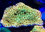 Montipora Beach Bum -SPS koraal, Dieren en Toebehoren, Ophalen