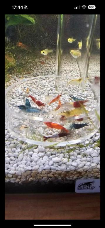 Neocaridina Garnalen Mix Kleuren beschikbaar voor biedingen