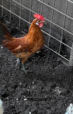 Trio Friese Hoen Goudpel,, Dieren en Toebehoren, Meerdere dieren, Kip