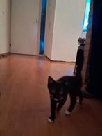 Kittens, Dieren en Toebehoren, 0 tot 2 jaar