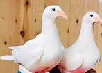 Witte postduiven, Dieren en Toebehoren, Meerdere dieren, Postduif