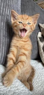 Kitten + moeder, Poes