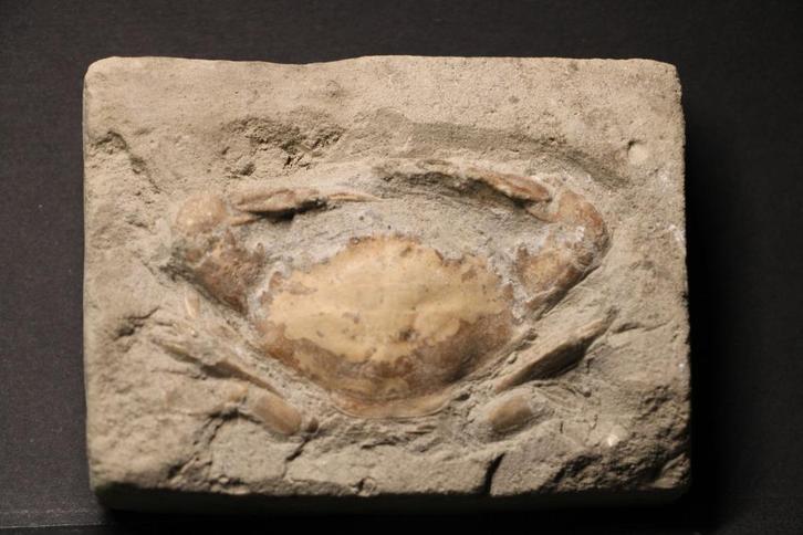 Krab fossiel, Verzamelen, Mineralen en Fossielen, Fossiel, Ophalen of Verzenden