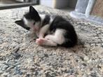 Kittens, Dieren en Toebehoren
