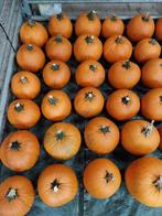 Halloween pompoenen te koop., Tuin en Terras, Volle zon, Eenjarig, Bloeit niet, Ophalen