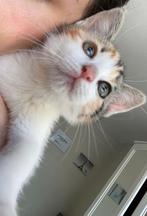 Gratis kittens 8 weken oud :), Dieren en Toebehoren, Katten en Kittens | Raskatten | Korthaar, Meerdere dieren, Ontwormd, 0 tot 2 jaar