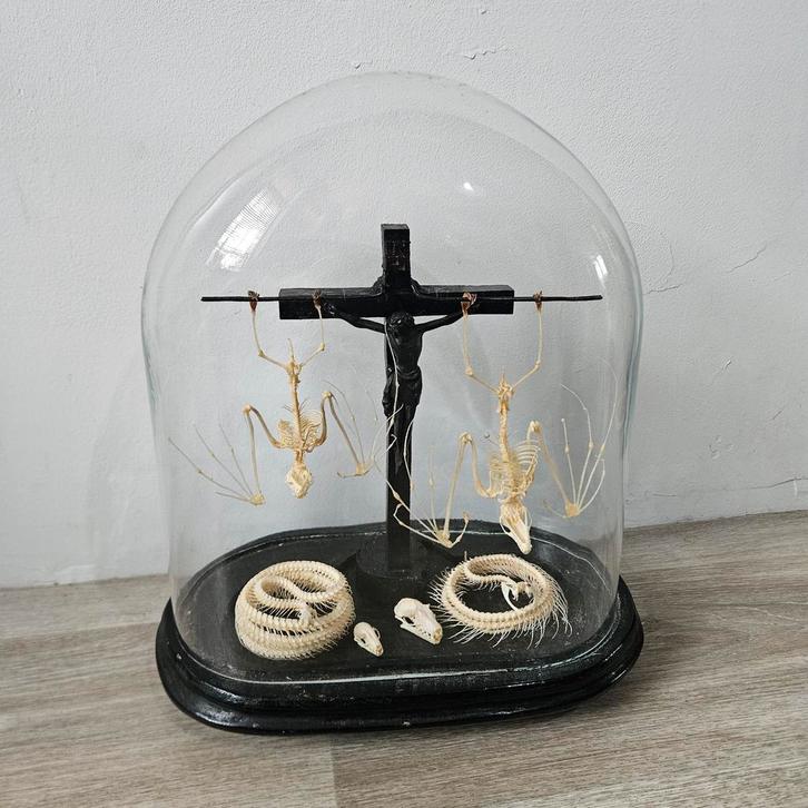 Skeletten in glazen stolp  opgezet opgezette Taxidermie, Verzamelen, Dierenverzamelingen, Zo goed als nieuw, Schedel, Insect, Ophalen