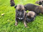 mechelse herderpups, Dieren en Toebehoren, Parvo, 8 tot 15 weken, Meerdere, Meerdere dieren