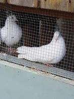 Te koop een koppel witte duiven, Dieren en Toebehoren, Vogels | Duiven, Meerdere dieren