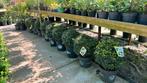 10 ilex bollen Dark Green en 2 piramide, Ophalen, Minder dan 100 cm
