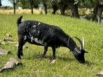 2 zusjes dwergeitjes, Dieren en Toebehoren, Schapen, Geiten en Varkens, Vrouwelijk, Varken