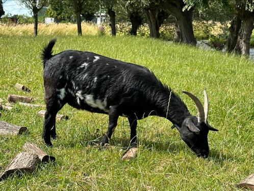 2 zusjes dwergeitjes, Dieren en Toebehoren, Schapen, Geiten en Varkens, Varken, Vrouwelijk