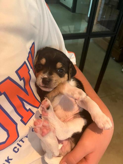 Lief boerenfox reutje, Dieren en Toebehoren, Honden | Jack Russells en Terriërs, Reu, Particulier, Meerdere, Nederland, 8 tot 15 weken
