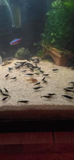 Mix neocaridina garnalen, Dieren en Toebehoren, Vissen | Aquariumvissen, Kreeft, Krab of Garnaal