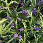 Liriope muscari ‘Big Blue’, Tuin en Terras, Planten | Tuinplanten, Volle zon, Vaste plant, Zomer, Ophalen
