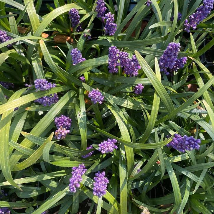 Liriope muscari ‘Big Blue’, Tuin en Terras, Planten | Tuinplanten, Vaste plant, Overige soorten, Volle zon, Zomer, Ophalen